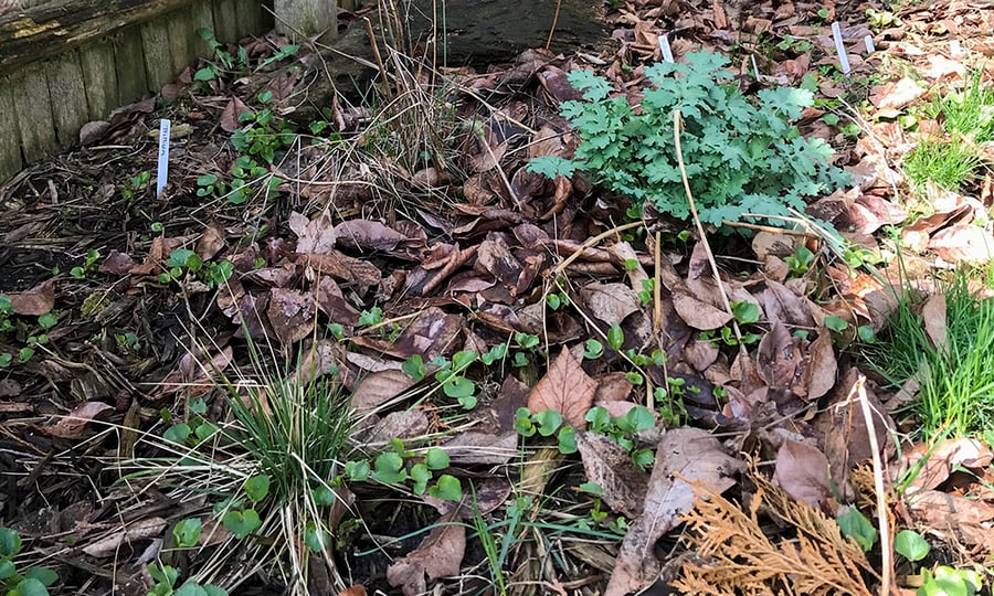 Leaves and plant debris litter a backyard garden.