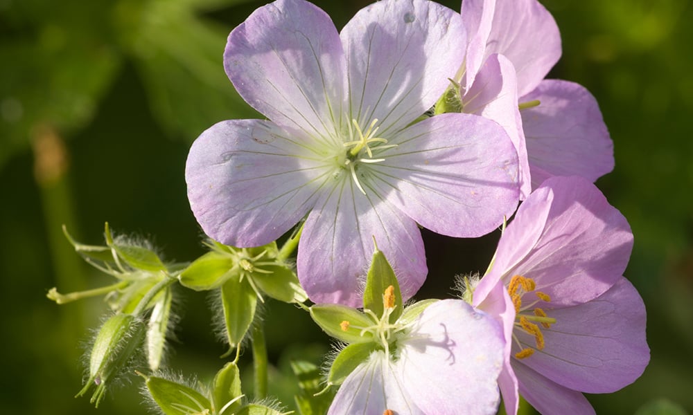 geranium