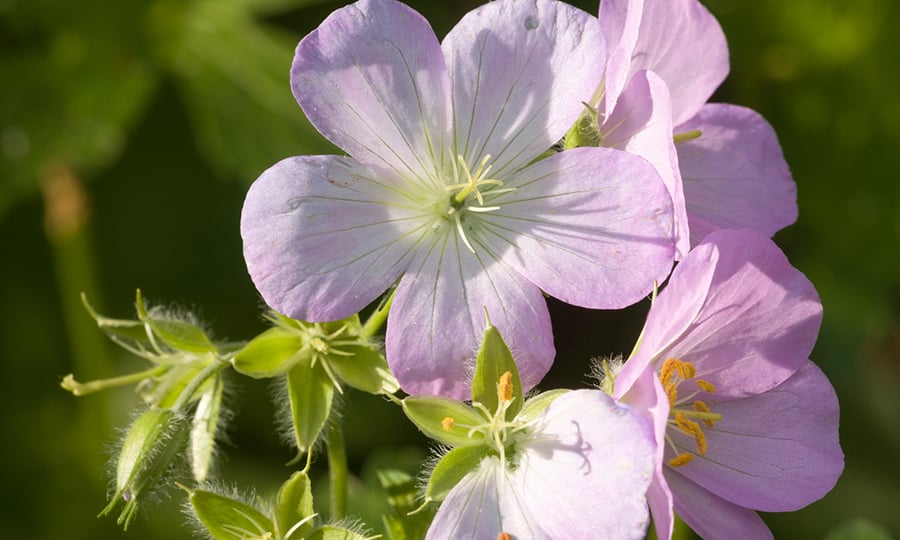 Light pink and purple flowers bloom in sunlight.