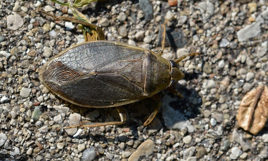 A brown giant water bug crawls along rocks.