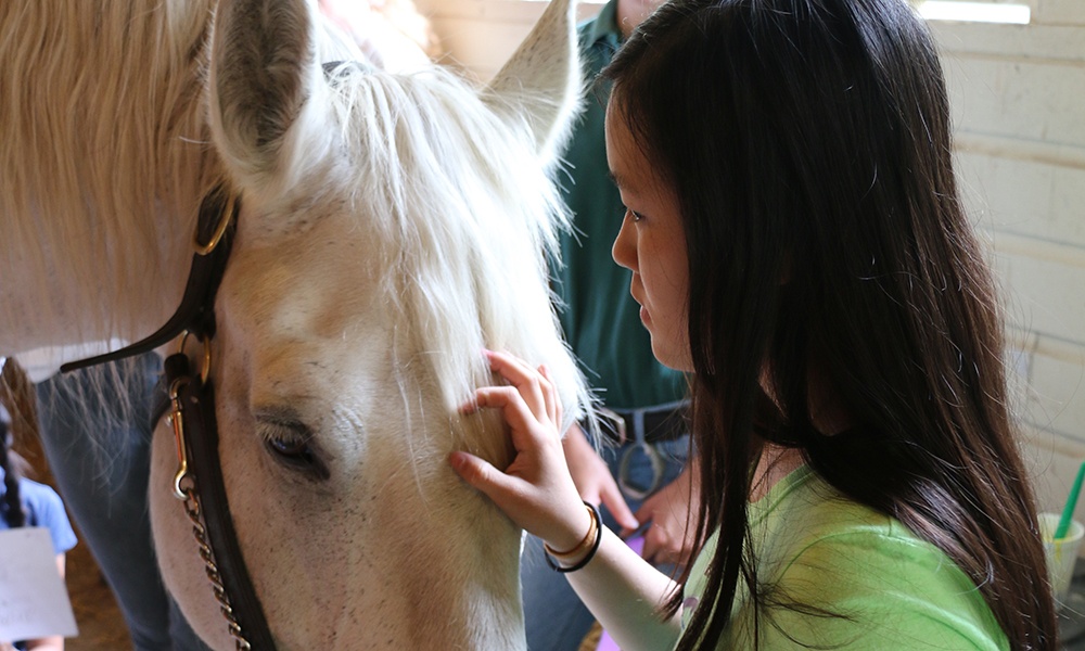 girl-pets-horse