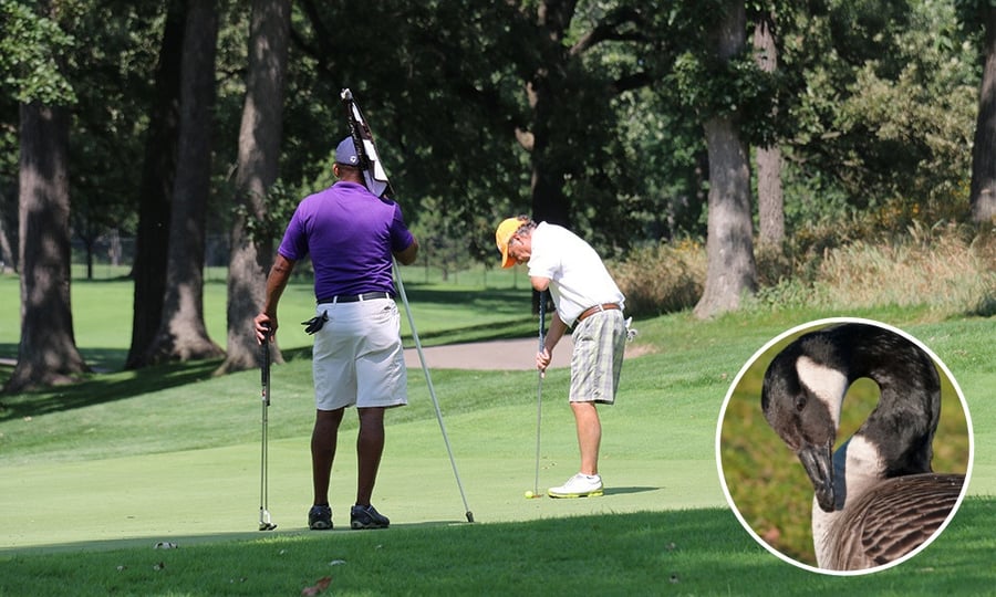 A goose's head is overlaid on a photograph of two men on the putting green of a golf course.