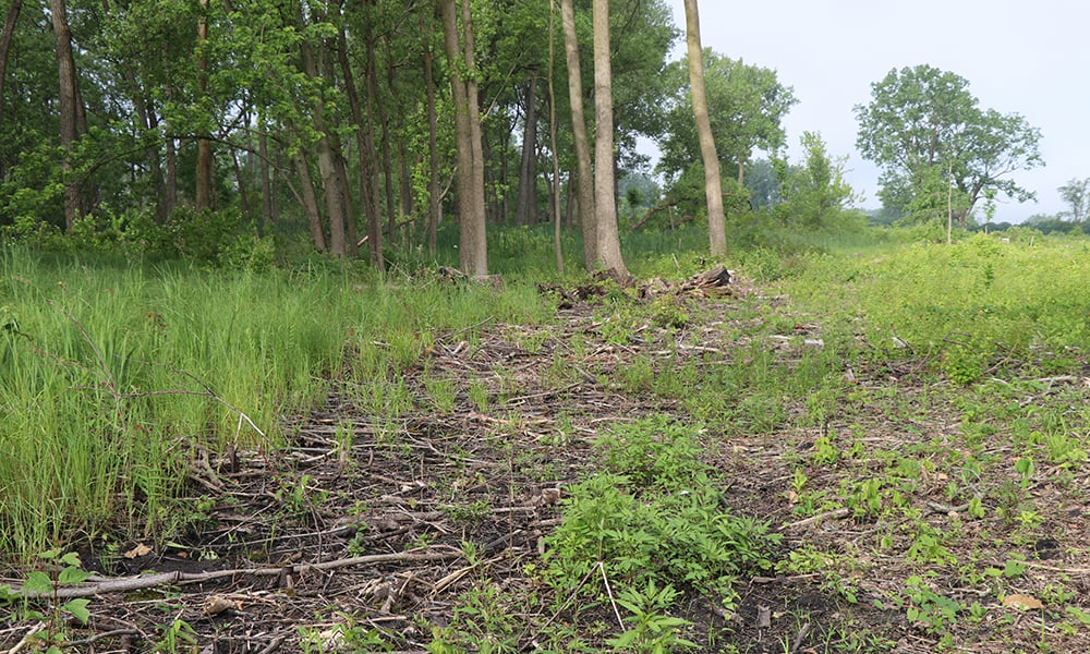 grasses-cleared-habitat-west-chicago-prairie