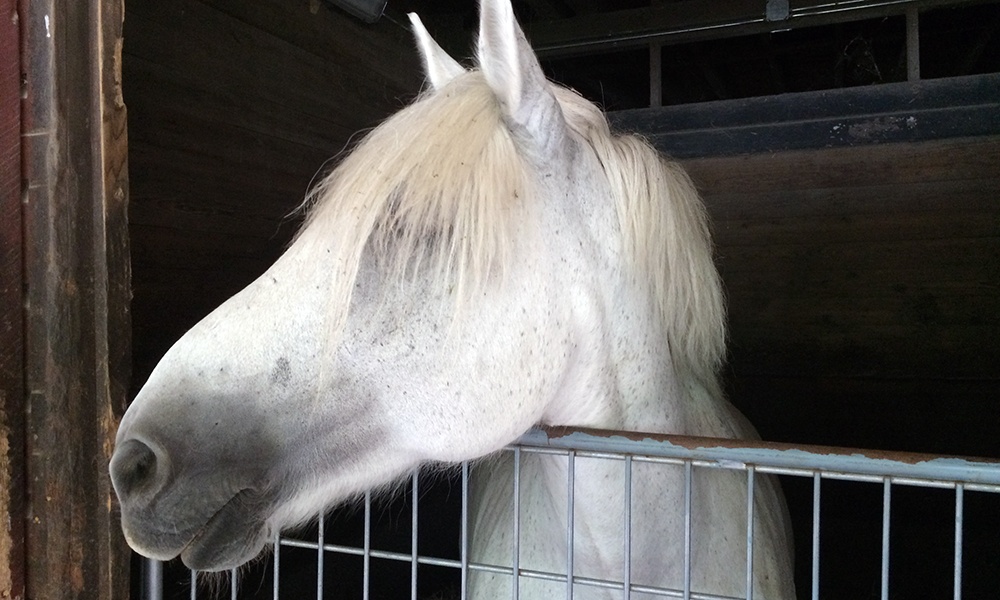 gray-horse-in-stall