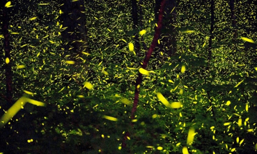 Fireflies in the Great Smoky Mountains synchronize their flashes.