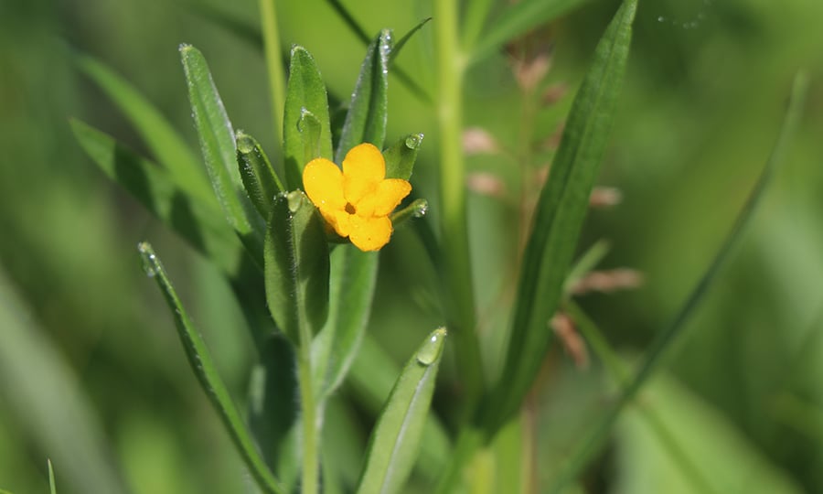 A yellow flower grows from a green plant.