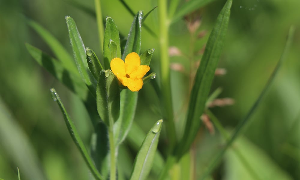 hoary-puccoon-west-chicago-prairie