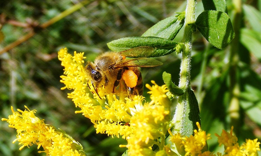 A honeybee on a yellow goldenrod.