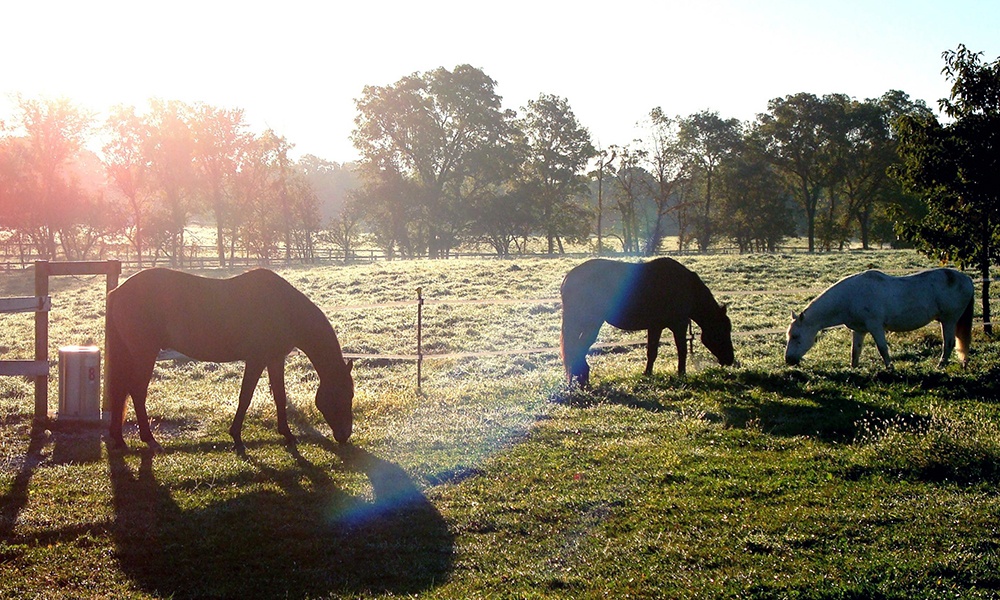 horses-grazing