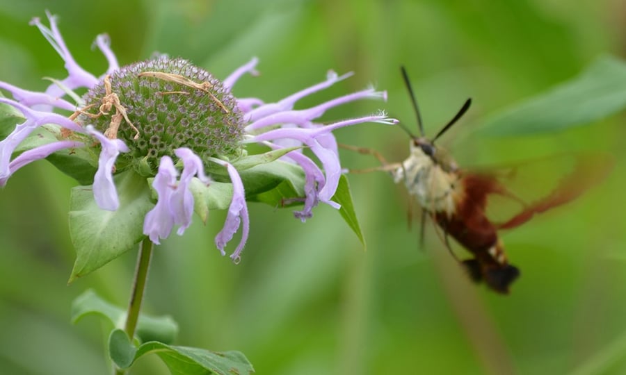 A large moth with clear wings approaches a purple flower.