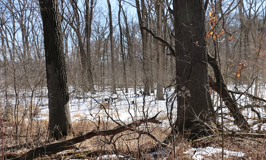 Invasive buckthorn and honeysuckle plants grow near old oak trees.