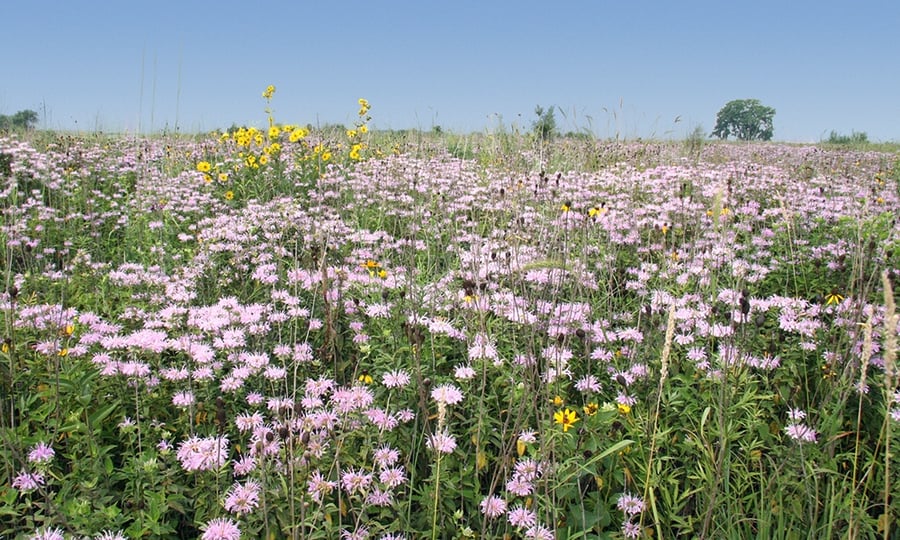 Pink and yellow flowers bloom amid tall prairie grasses.