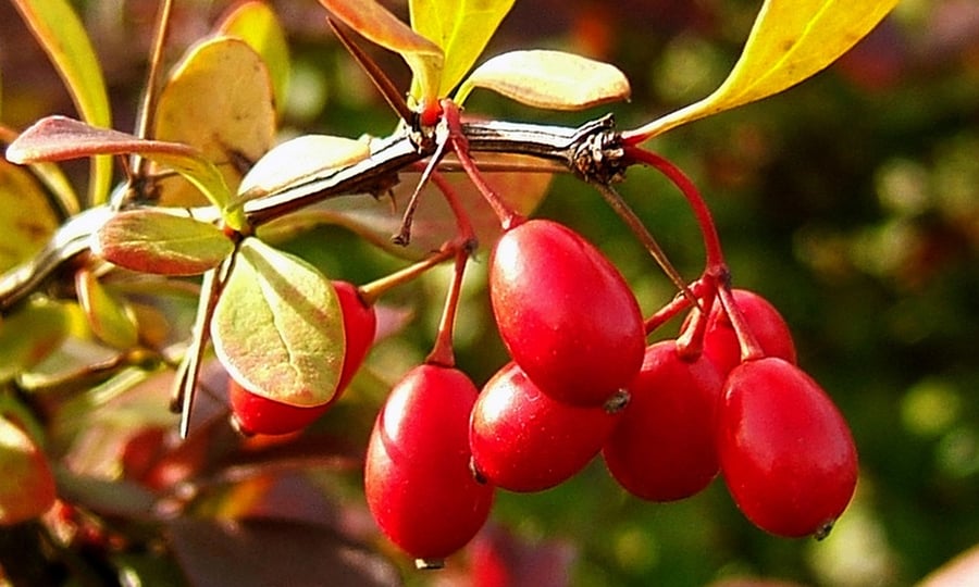 A close-up photo of a bright red Japanese Barberry plant.