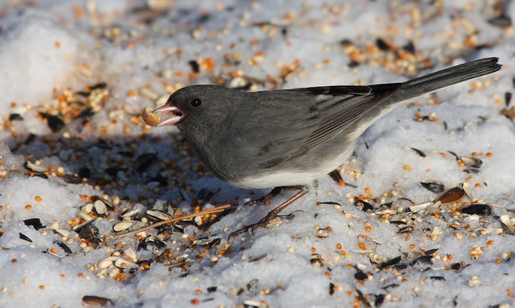 junco-eats-spilled-birdseed.jpg