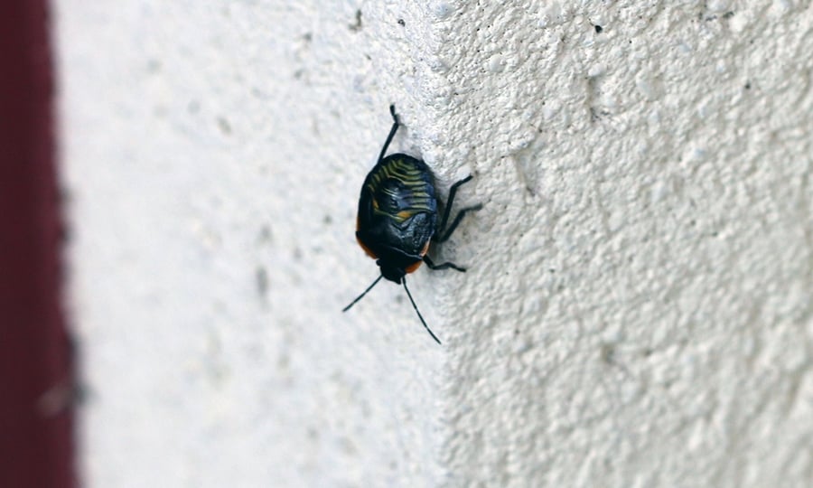 A juvenile stink bug climbs down a white wall.