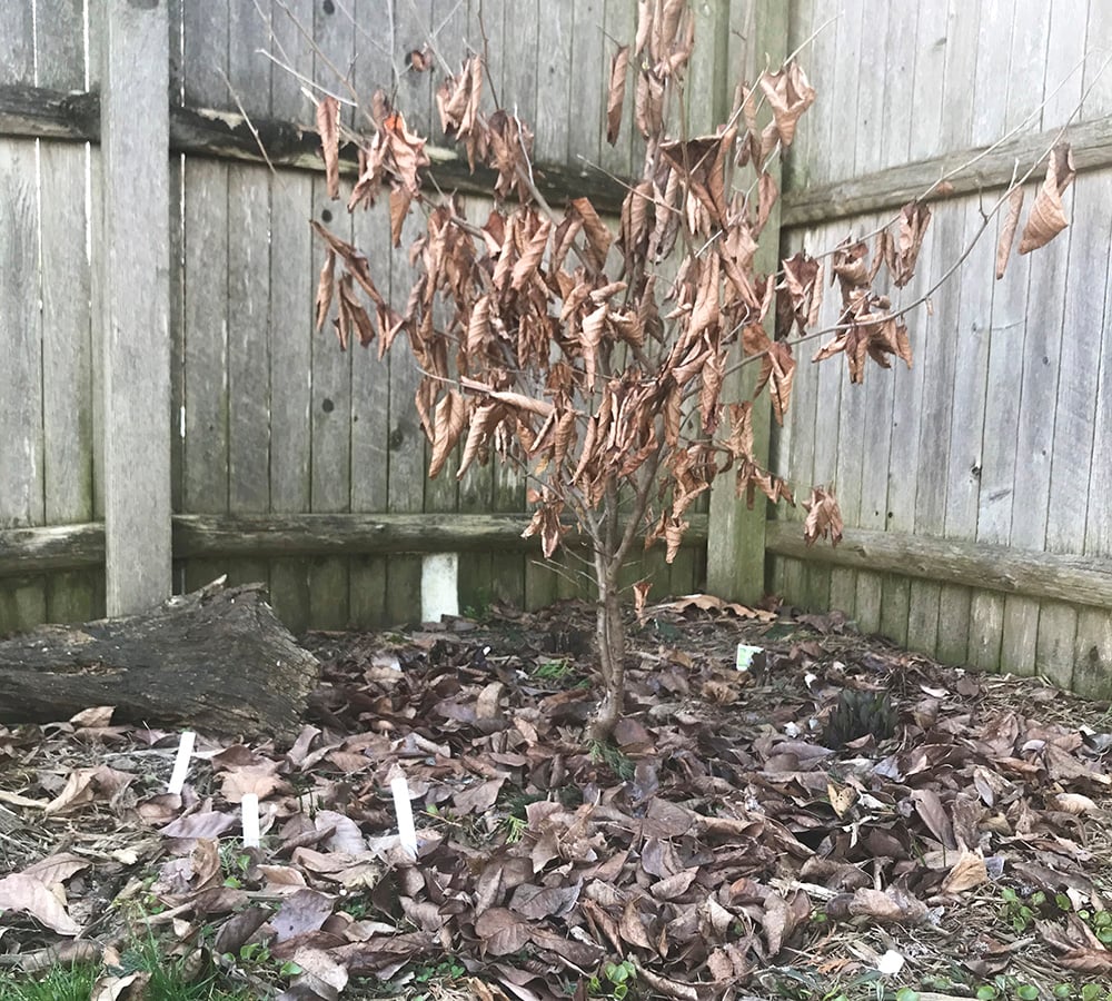 leaf-litter-garden-1