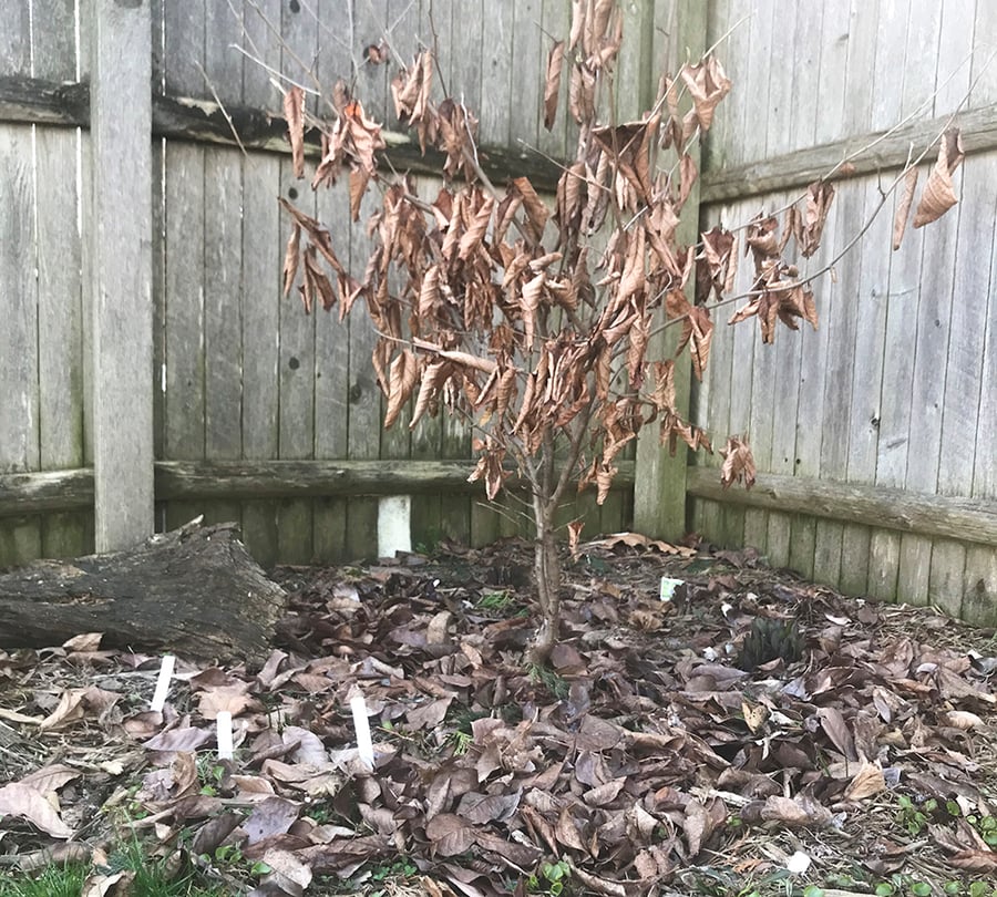 A plant with brown leaves stands before a backyard fence.