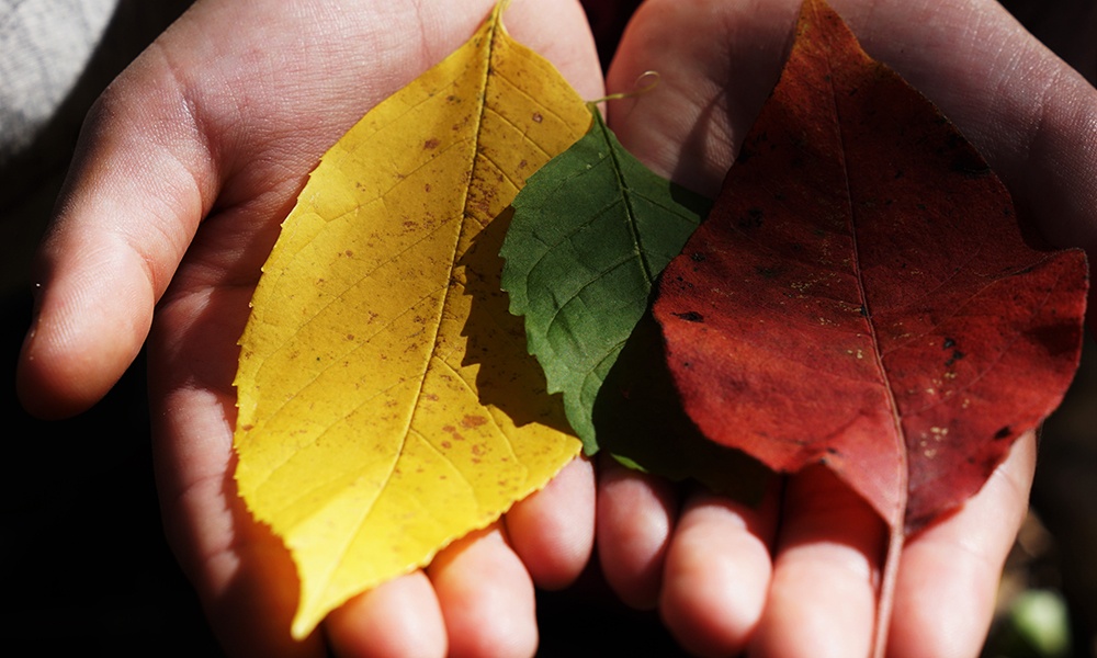 leaves-in-hands