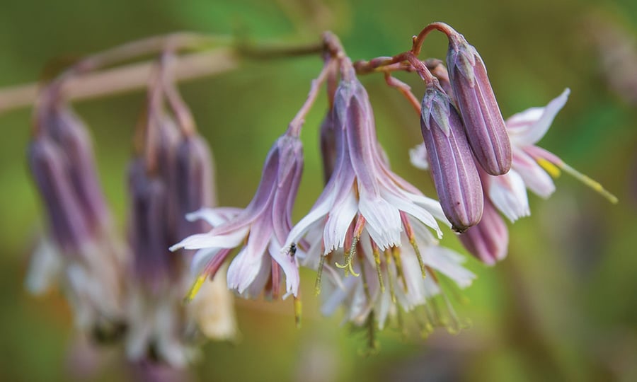 Lion's foot flowers hang toward the ground, transitioning from purple to white.