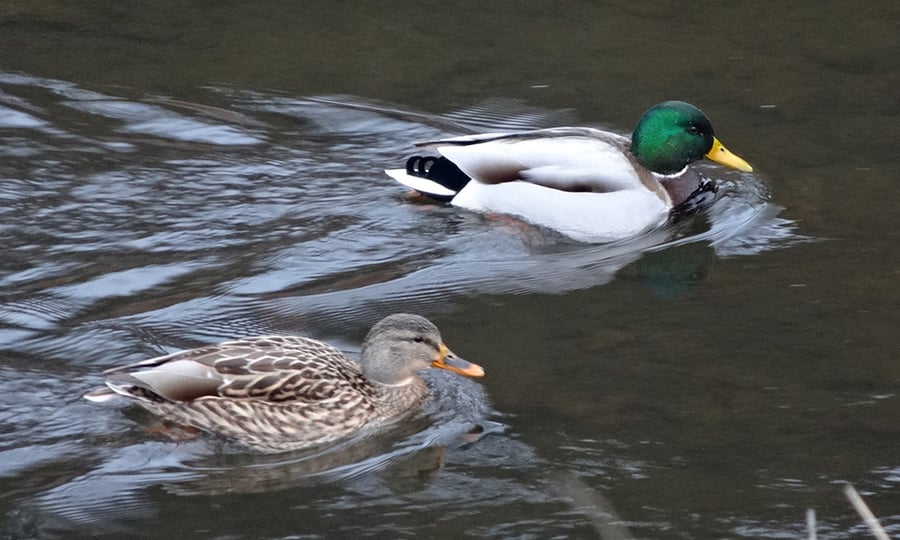 A male and female mallard swim in a lake.