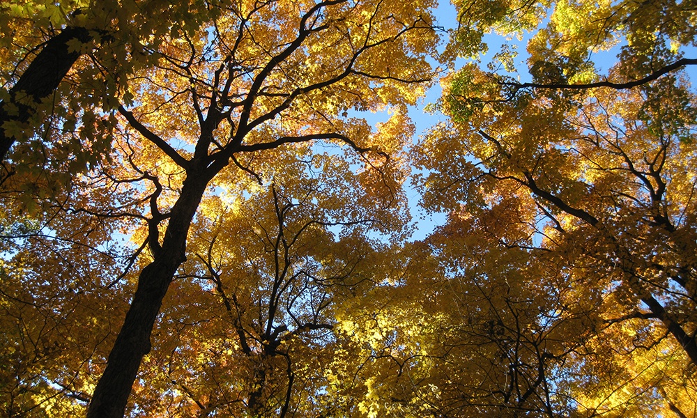 maple-grove-fall-foliage-canopy