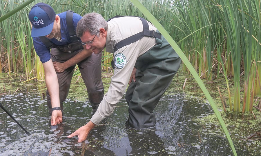 Two men in waders bend over to release turtles into water.