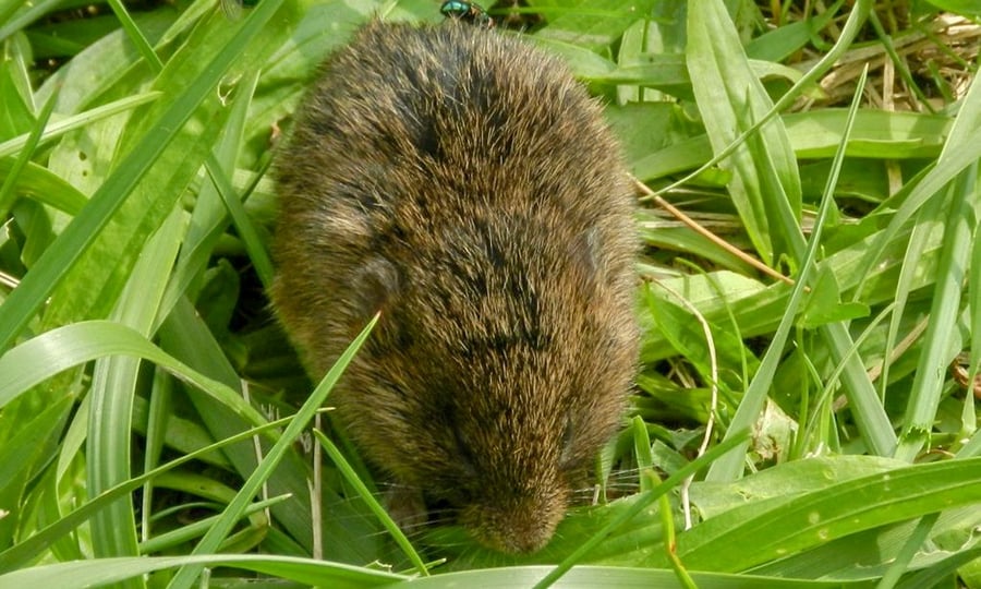 A meadow vole feeds on green grass.