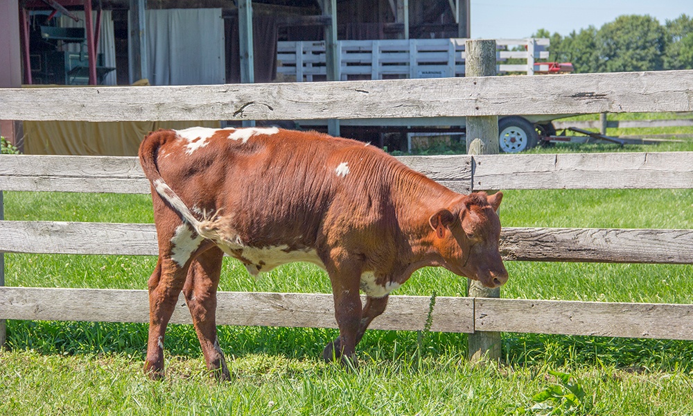 milking-shorthorn-calf