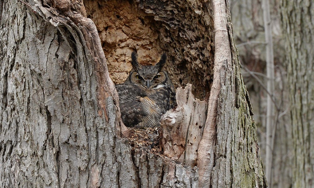 mom-in-nest