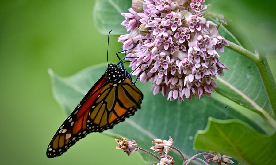 A monarch butterfly hangs from a pink milkweed flower.