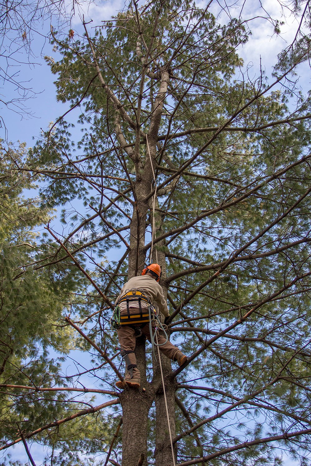 nelson-dg-tree