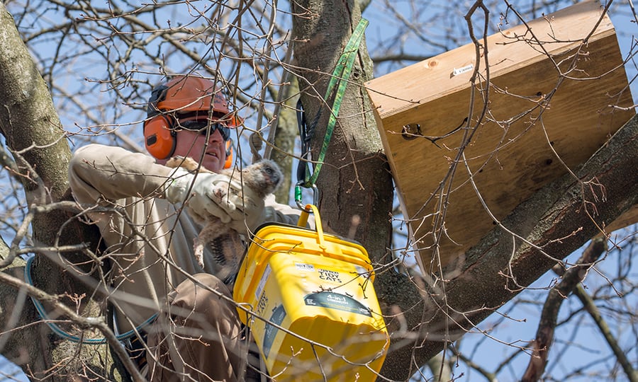 A worker holds a baby owl during a nest relocation mission.