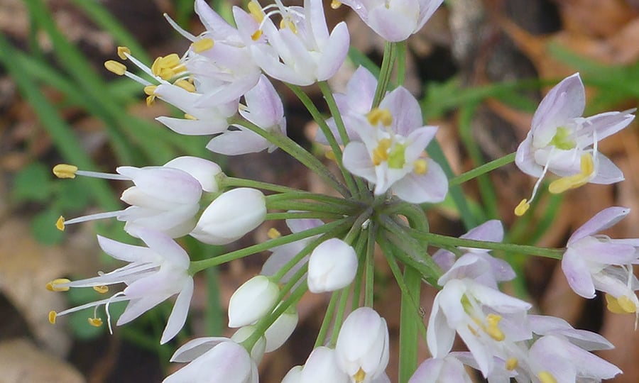 Nodding wild onion blooms.