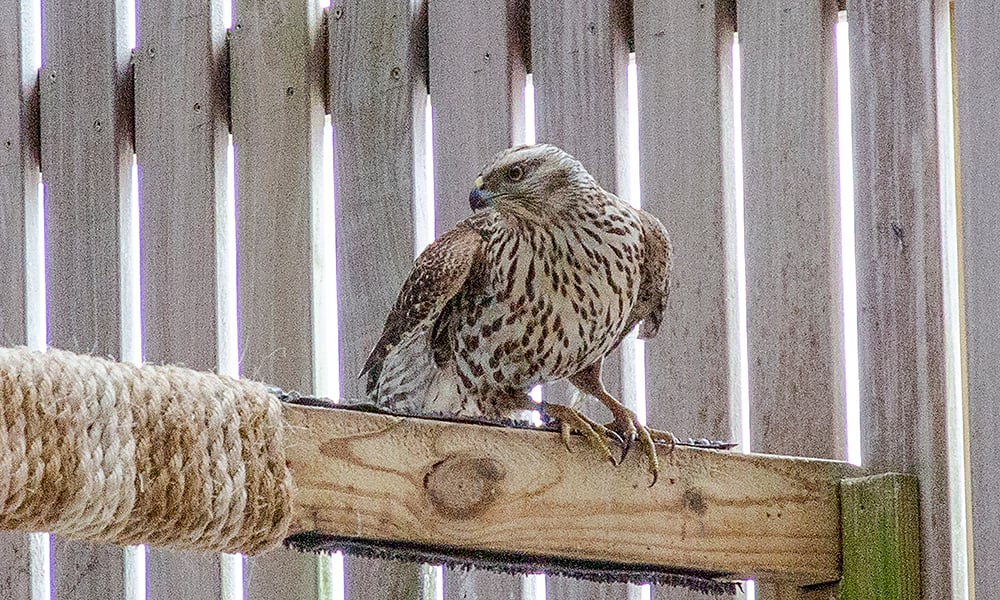 northern-goshawk-1