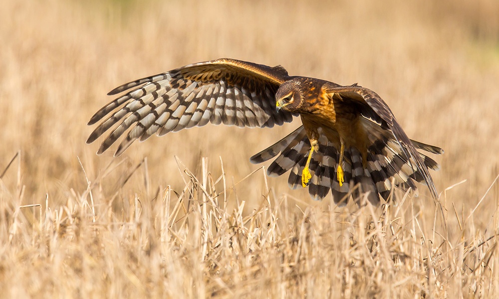 northern-harrier-MickThompson-CCBY-NC2.0