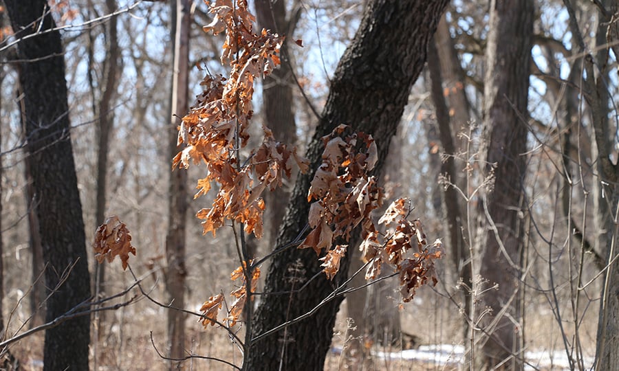 An oak sapling grows near mature trees in a forest.