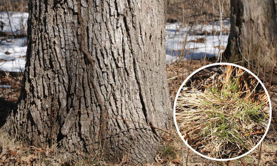 A brush plant, oak sedge, grows next to mature oak trees.