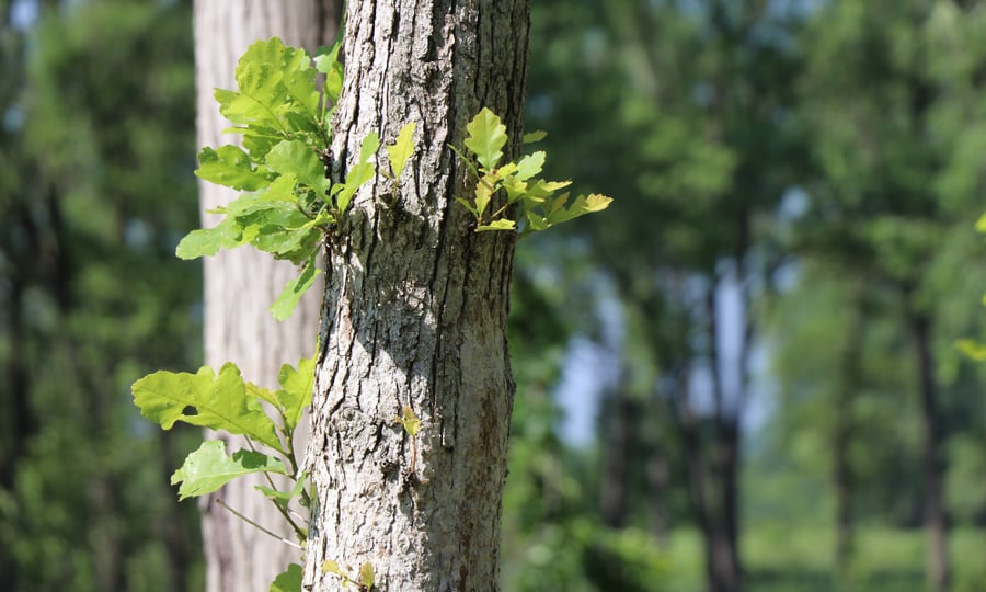 Leaves grow from the trunk of an oak tree.