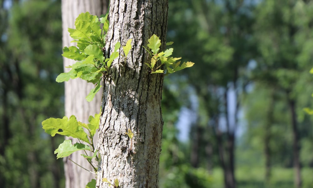 oak-tree-regeneration-west-chicago-prairie