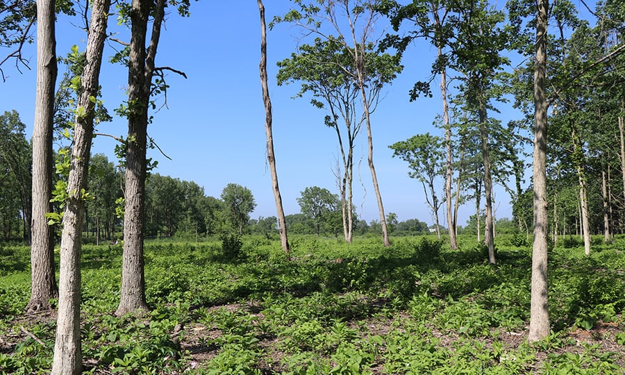 Small plants and tall trees grow under a bright blue sky.