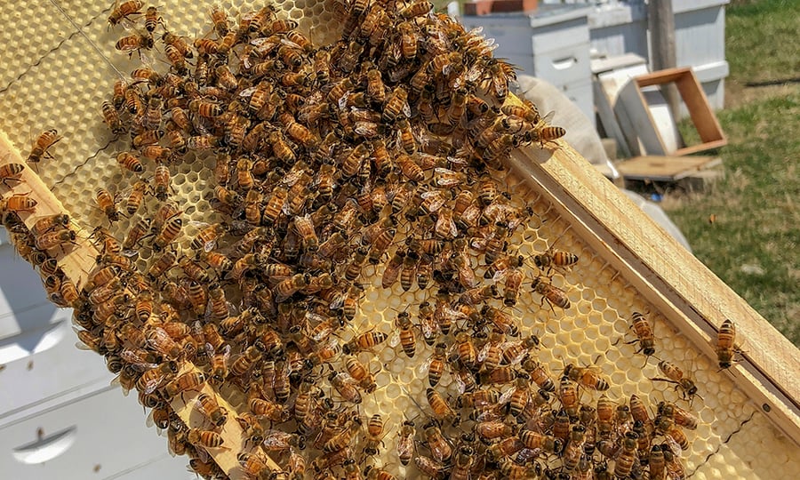 Dozens of honeybees swarm an open, manmade hive.