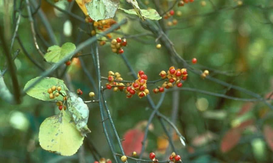 A budding Oriental Bittersweet has hues of reds and greens.
