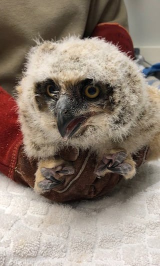 owlet-at-willowbrook.jpg