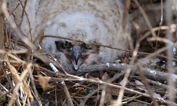 owlet-in-brush.jpg