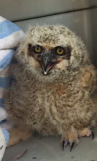 owlet-in-carrier.jpg