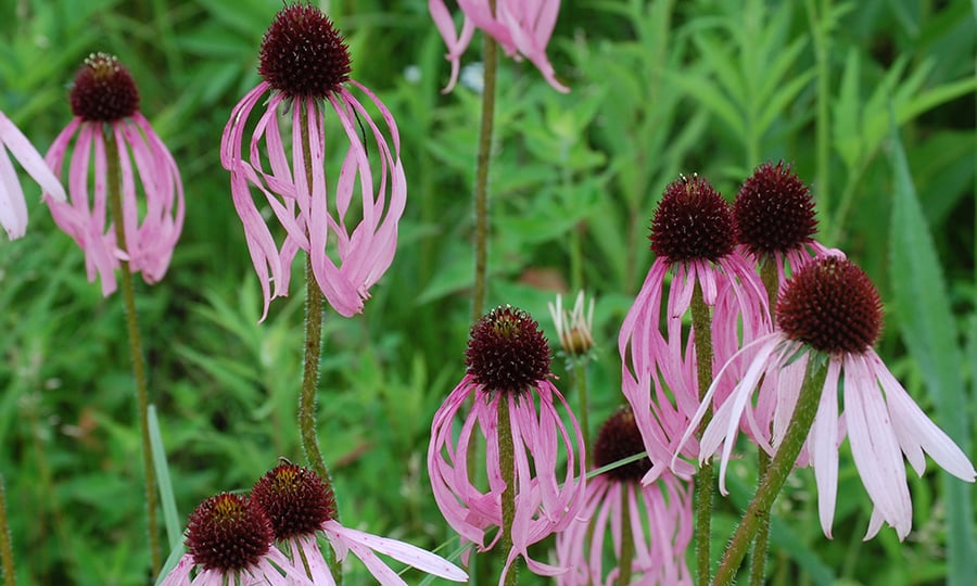 Pink flower petals drape around green stems.