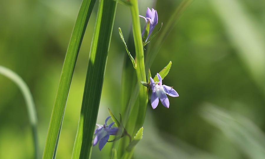 Purple flowers sprout along a purple chute.