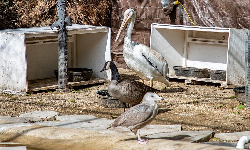 pelican-Willowbrook