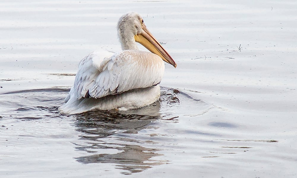 pelican-float