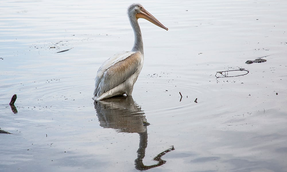 pelican-reflection